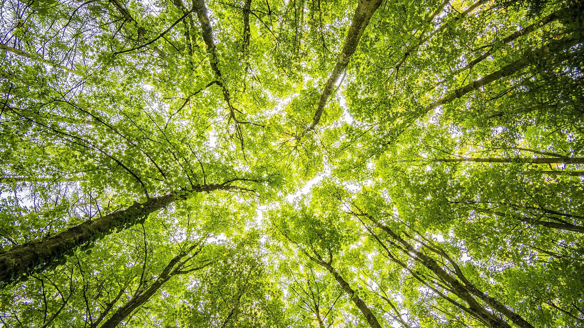 Wald_c._pixabay